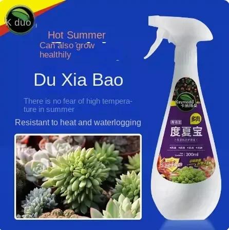 Sukulentní rostlina Eugenin podporuje rašení, zakrslý, zabraňuje vytahování, organické granule, sukulent a sukulent 300 ml