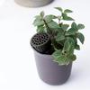 10 Pieces Fertilizer Basket Nutrition Cup Small Bonsai Fertilizer Box with Lid for Plant Gardening Offices Courtyards Balconies