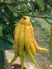 Buddha-Hand-Zitrone - Citrus Medica Sarcodactylus 10 frische Samen