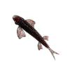 10Pcs Lure Set Floating Tpe Butterfly Swimbait Fork Tail Soft Lure Black Pit Bass Perch Chub Fishing Bait 65Mm1.3G