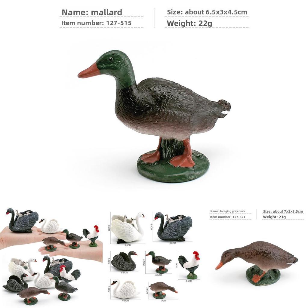 Bird Model Collection Featuring Greenheaded Duck And Gray Duck For Home Decor And Educational Use