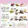 25 Piece Realistic Insect Growth Cycle Card Set Featuring Worm Ladybug Dragonfly Frog Snail Models