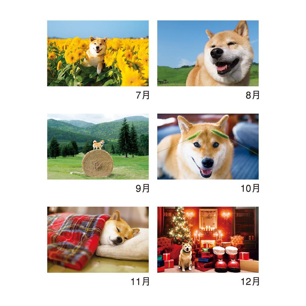 Nový Japonský kalendář 2026 Nástěnný kalendář a Shiba Inu s chronologií NK35 "Maru Walk"