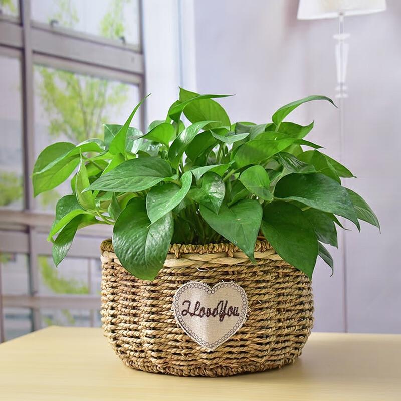 Handmade Rattan Plant Pot Basket
