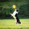 Dog Ball Interactive Teether With Handle Pet Toy Ball For Puppy Small Medium Large Breed Boredom Self-Entertainment Outdoor Park