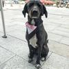 New Pet Bow Tie Collar British Style Wedding Accessory for Dogs  Dog Harness Dog Collar Pet Dog Accessories