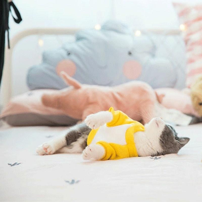 Autumn/Winter Cat Clothing Winter Warm and Tide Brand Cute English Short Silver Gradient Blue/White Autumn/Winter Sweatshirt