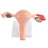 Life Size Female Reproductive Anatomical Model, Uterus, Ovary, Fallopian Tube, with Sectioned Ovarian Follicular Vessels, for Training Classroom