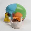 Anatomical 4D Disassembled Human Skull Model for Medicals Cardiovascular Medicals Biological Experiment Human Model