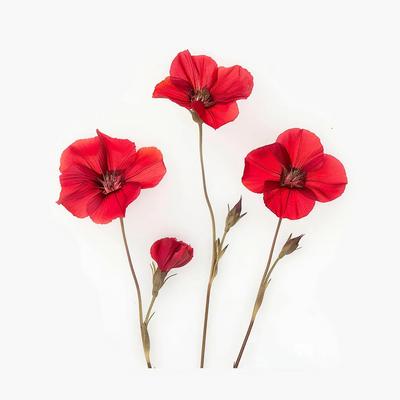 150 Large Red Flowered Flax Seeds