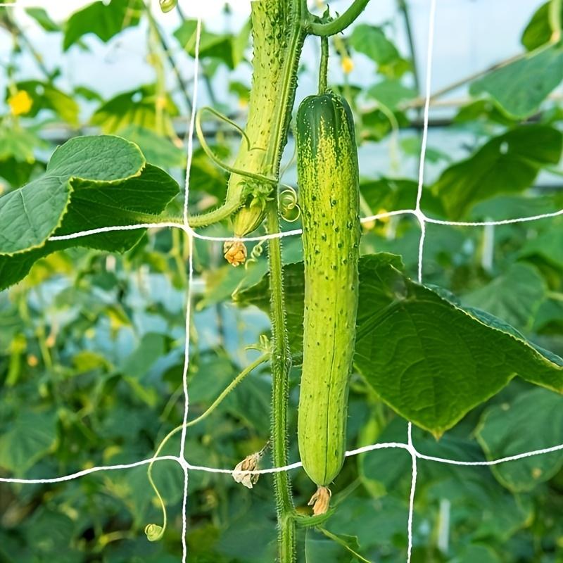 Garden Trellis Netting, Horticultural Lattice Support Square Grid for Climbing Plants Heavy-Duty Plant Support Netting, Ideal for Garden