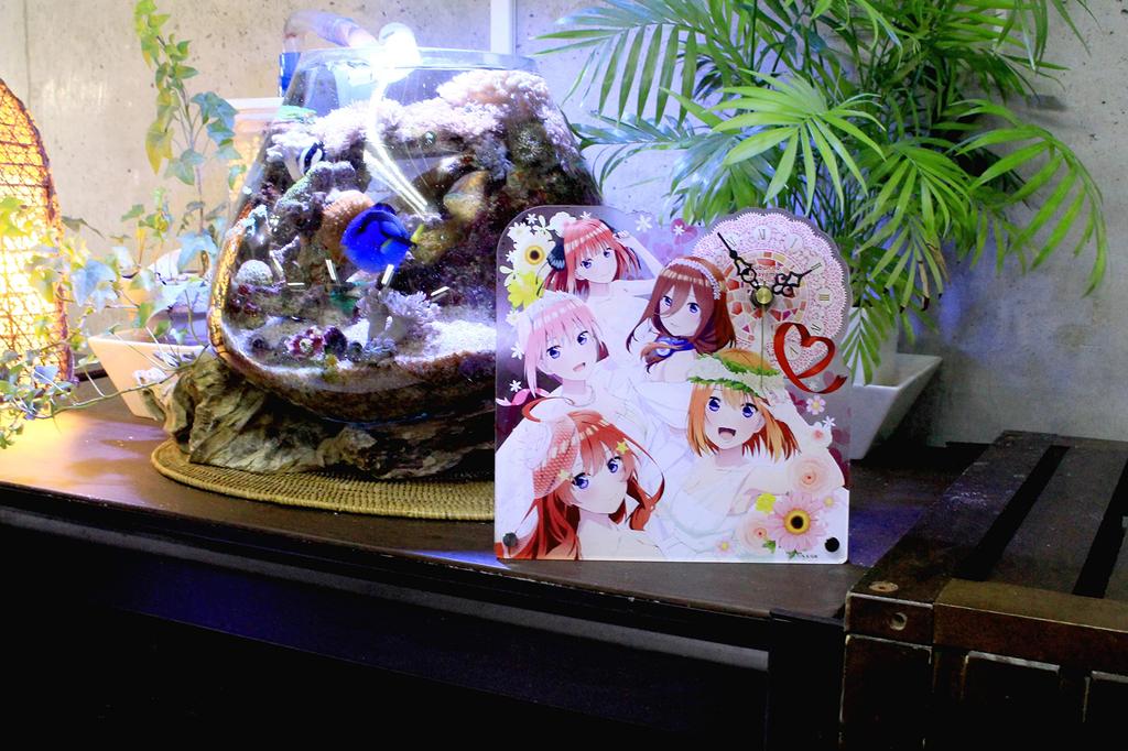 Seasonal Plants The Quintessential Quintuplets Acrylic Table H190 x Made of Acrylic Clock, Approx. W190mm,