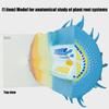 Professional Anatomical Plant Root Model Realistic Plant Root Anatomy Model For Classroom Learning And Lab