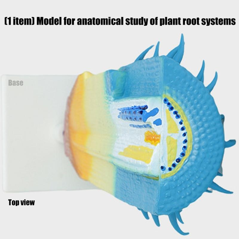 Professional Anatomical Plant Root Model Realistic Plant Root Anatomy Model For Classroom Learning And Lab