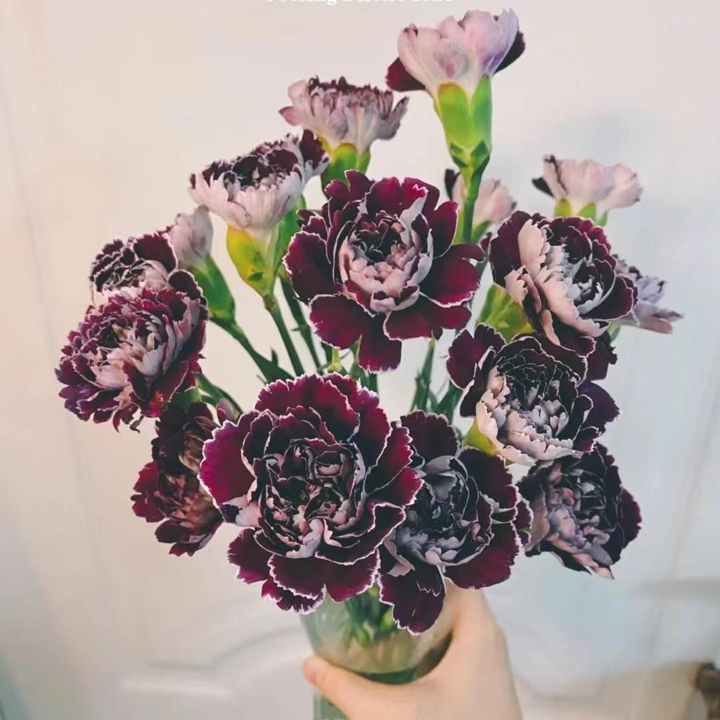Carnation Fresh Cut Flowers for Teacher's Day, Women's Day, Family Arrangements, and Goddess Day Gifts.