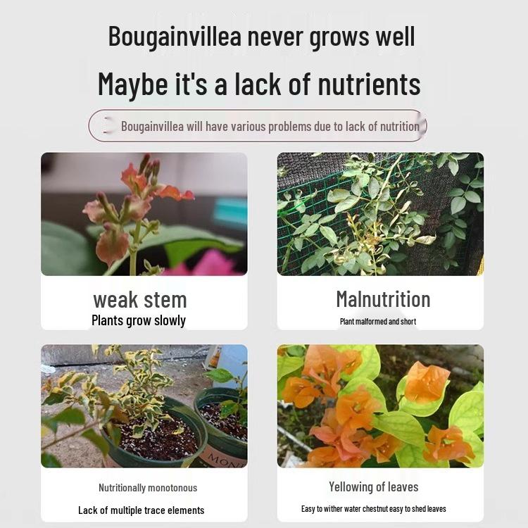 Organic Bougainvillea & Winter Sweet Rooting and Nutrient Fertilizer