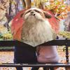 Shih Tzu Pattern, Automatic Folding Umbrella, Portable and Foldable Design, 8 Ribs, a Christmas or Birthday Gift.