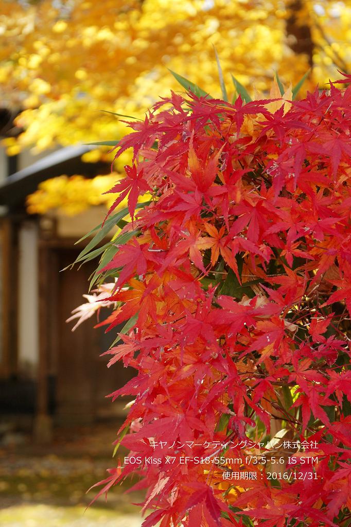 Canon Digital SLR Camera EOS Kiss X7 Lens Kit IS STM Included EF-S18-55mm F3.5-5.6 KISSX7-1855ISSTMLK