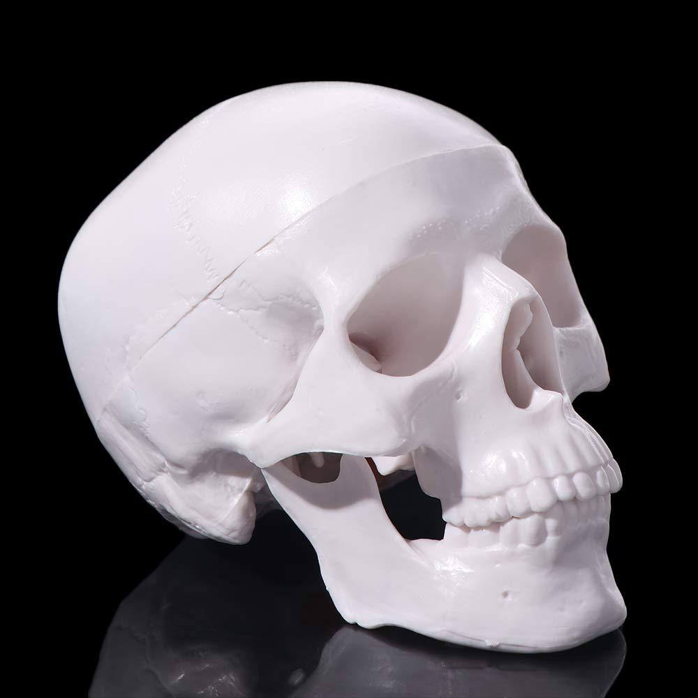 Czapka Czaszka Model Głowy Ludzkiej Wygodna Anatomiczna Głowa Czaszka Model Czaszki Pomoce Dydaktyczne