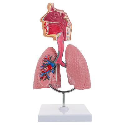 Outils Système Respiratoire Modèle Poumon Anatomique Poumons Humains pour Enseignement Enfant