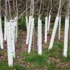 Multi-Purpose Tree Seedling Tube Sleeve, 36//60 Pack, Split Design for Plant Growth