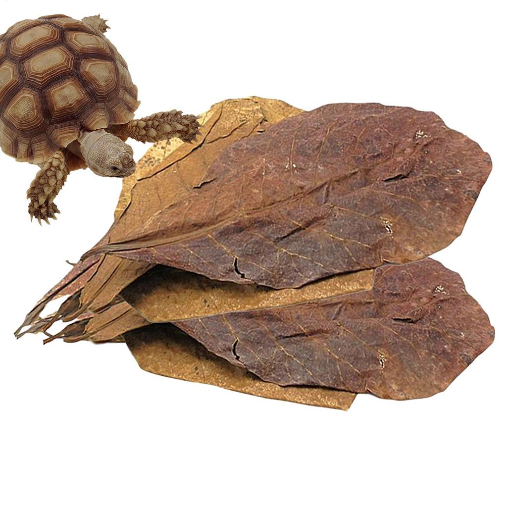10pcs Terminalia Catappa Leaves Betta Shrimp Leaves PH Balance Water Conditioner For Aquarium Turtles Shrimps Catfish Habitat