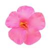 Siumlation Flower Hair Clip For Women And Girl Hibiscus Hair Barrette Hair Accessories For Vacation and Beach Parties