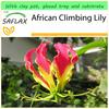 SAFLAX Garten zum Mitnehmen - Afrikanische Kletterlilie - 15 Samen - Mit Topf, Klimadeckel und Anzuchtsubstrat - Gloriosa rothschildiana
