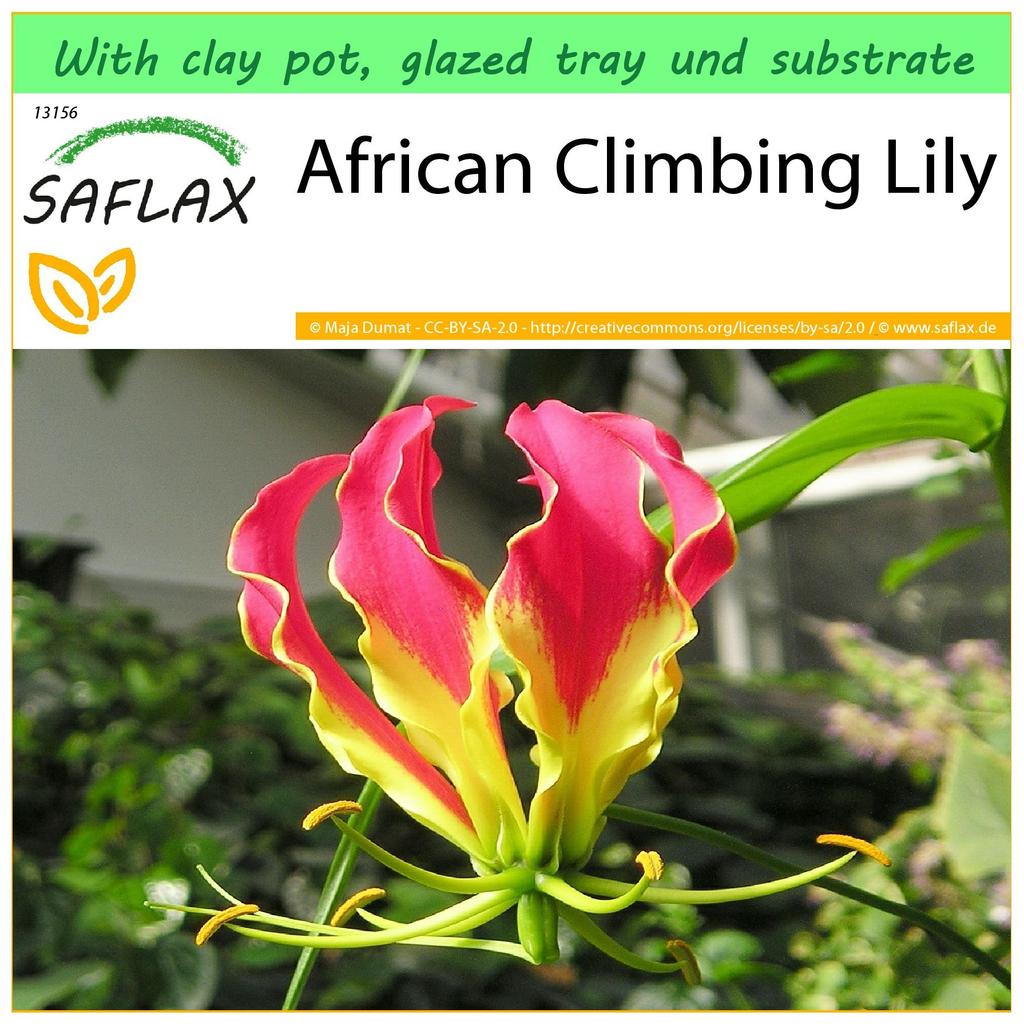 SAFLAX Garten zum Mitnehmen - Afrikanische Kletterlilie - 15 Samen - Mit Topf, Klimadeckel und Anzuchtsubstrat - Gloriosa rothschildiana