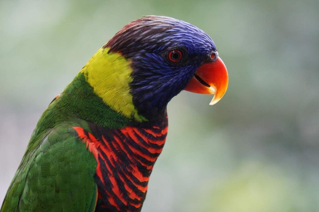 Sony SEL55210 BQ Standard Zoom E for Digital SLR Cameras Lens, APS-C 55-210mm F4.5-6.3 OSS, [E-mount]