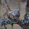 Retro Green Eye Owls Ring For Men Silver Punk Gothic Adjustable Handmade Rock Hiphop Biker Jewelry Gift