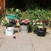Metal Flower Pot Planters with Handles Decorative Metal Bucket Vintage-Style Country Wedding 13x12cm/5x4.7-inch Durable