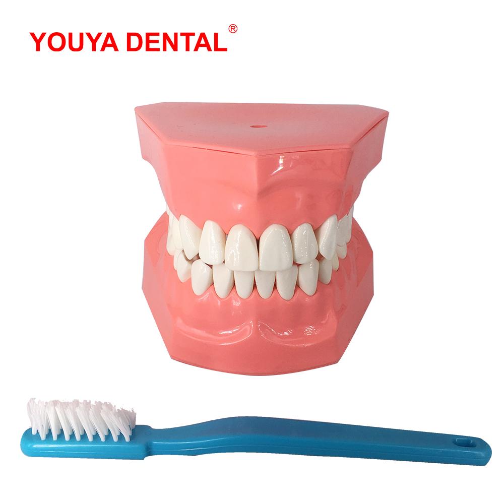 Dentist Dental Model Teeth Brushing Model With Big Toothbrush Tooth Brushing Teaching Models Medical Oral Care   Dental Products