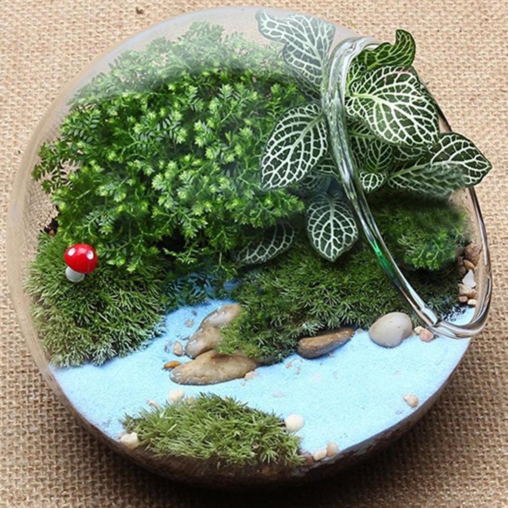 Planter Terrariums Glass Round Terrarium Fish Bowl Plant Flowerpot Vase Air Plant Container Glass Home Display Centerpiece