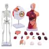 C-Convenient-Human Body, Skeleton, Eyeball, Half Size Skull With Brain Model Hands-On 3D Model Learning Tool For Students
