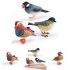 Animal Model Desktop Decor With Plastic Material For Educational Display And Bird Enthusiasts