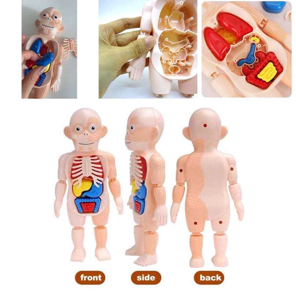 Kreatives Kinder Menschliches Organ Puzzle MINT-Lernset