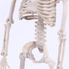 40cm Active Human Skeleton Model Medical Learning Anatomy Skeleton Modle Halloween Party Decoration