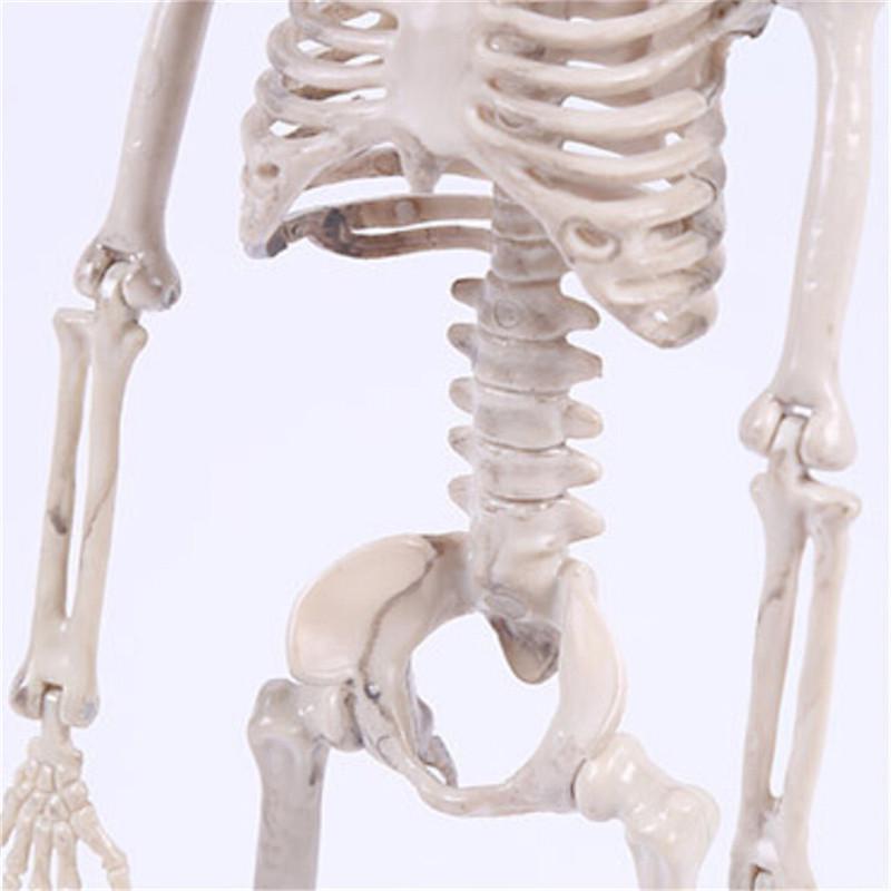 40cm Active Human Skeleton Model Medical Learning Anatomy Skeleton Modle Halloween Party Decoration