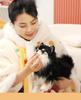 Creative Cute Black Pomeranian & Chihuahua Plush Toy Animal Ornament