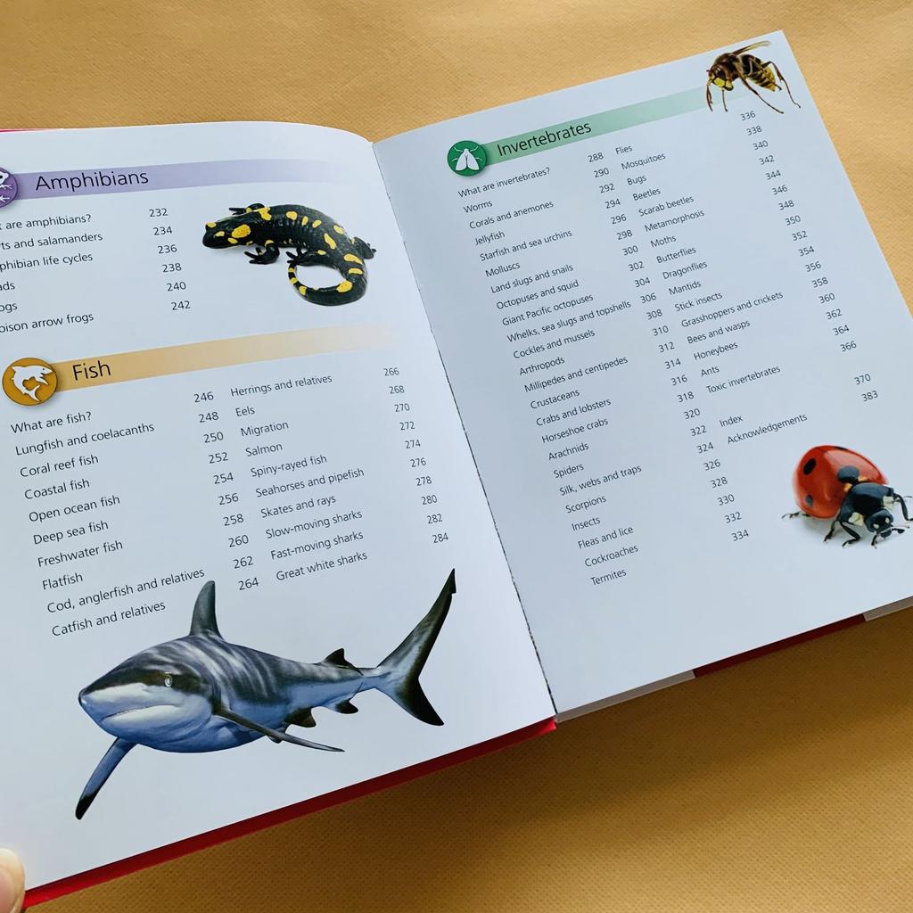 Genuine book Miles Kelly English Children's Encyclopedia Teenagers' Popular Science Knowledge Reading