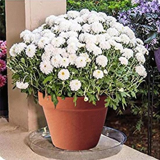 20 ks opakovaně použitelných podnosů na květináče Praktický plastový talířek na květináče se zaobleným okrajem na terasu