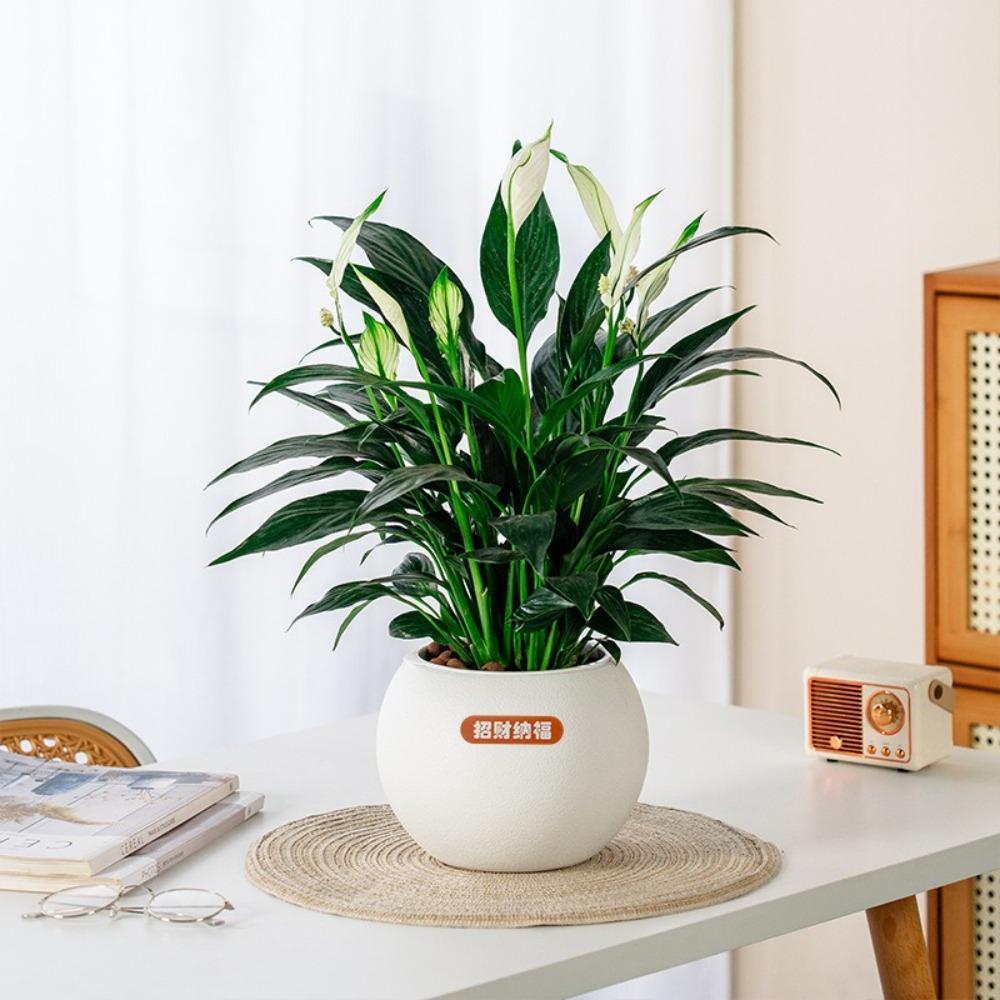 Samozavlažovací hydroponický květináč s vyjímatelným dekorem kancelářských bonsají