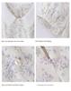 Women's Summer 2025 Petite Lace Floral Dress - Sweet, Gentle Style for Casual Fashion