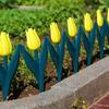 Decorative Tulips Flower Design Fence PVC Garden Fence for Interlocking of Yard and Pathway Borders Gardening Supply