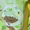 Wasp Trap Outdoor Wasp Hanging Fly Trap Catcher Clear Traps Boxes Garden Supplies Beekeeping Catcher Cage For Wasps Control