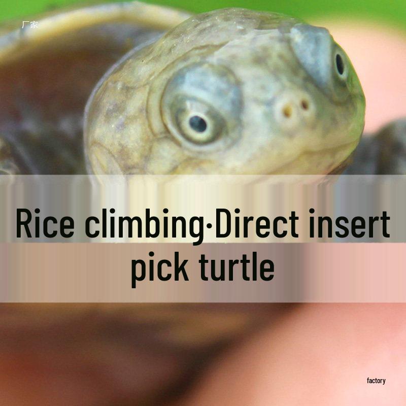 Прямая трансляция: Выберите травяных черепах и желтоухих черепах 5 Yuan [Live Broadcast]