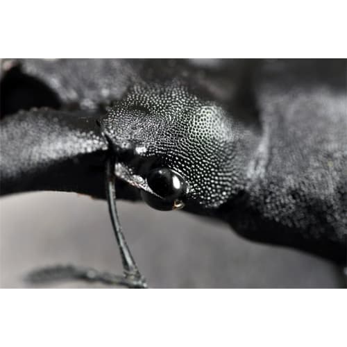 BACALYSO | Nirvana Rhinoceros Stag Beetle Figure, Refrigerator Ornament, Magnetic, Realistic Insect Beetle, Resin, Adult-Friendly, Plastic Model Toy,