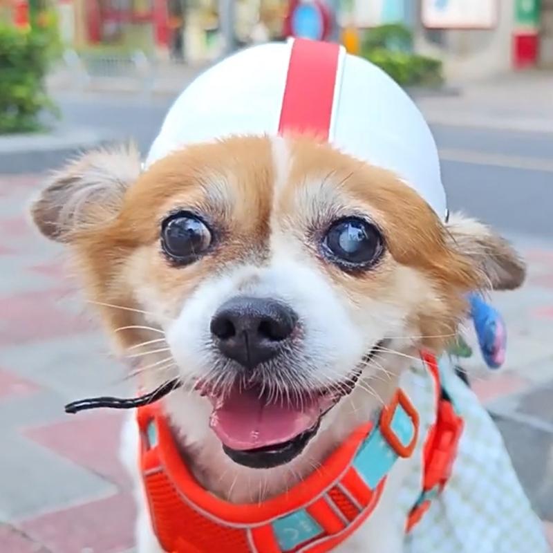 Small Pet Helmet with Ear Hole Motorcycle Dog Helmet Multi-sport Dog Outdoor Bike Puppy for Dogs and Dropshipping