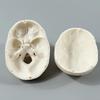 Skull Anatomy Model Mini Skeleton Head Realistic Skull Anatomy Teaching Study Tool for Learning Classroom Home Display Halloween